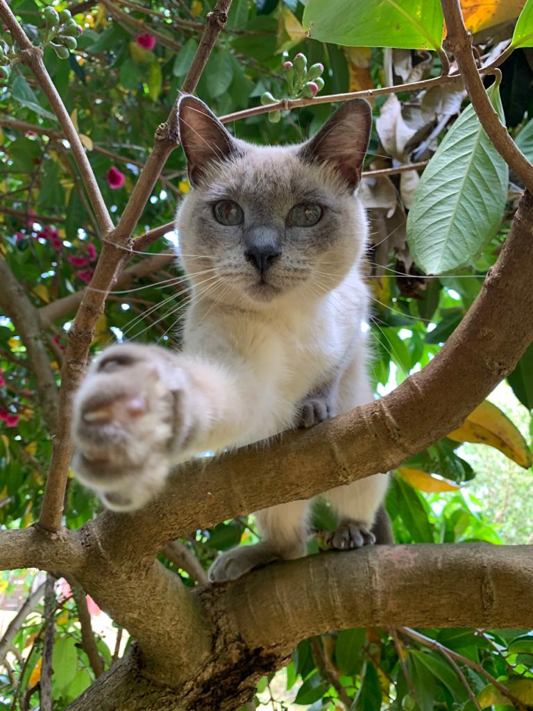 Toilettage à Domicile — L'Univers Canin, Fort-de-France
